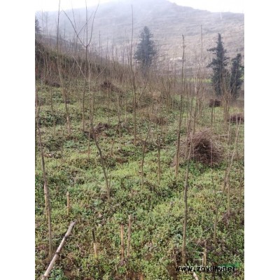 貴州畢節地區 元寶楓（10-20）出售