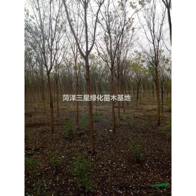 二年國槐價格，12公分二年冒國槐價格