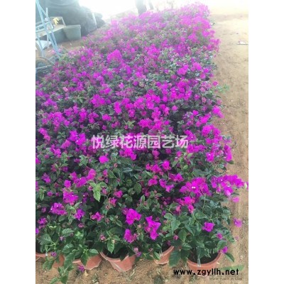福建漳州紫花三角梅紅花三角梅大量供應規格*