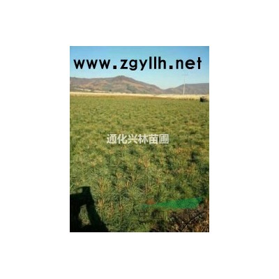 長年出售松樹苗.工程綠化苗.占地苗