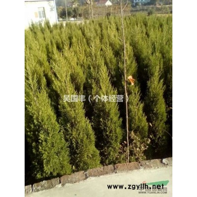 湖北荊州大量供應(yīng)1.5-2米的塔柏