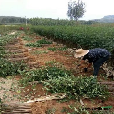 四川求購花椒苗 花椒苗一畝栽多少棵 花椒苗什么時候種植