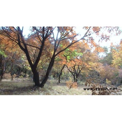 云杉 海棠 糖槭 黃菠蘿