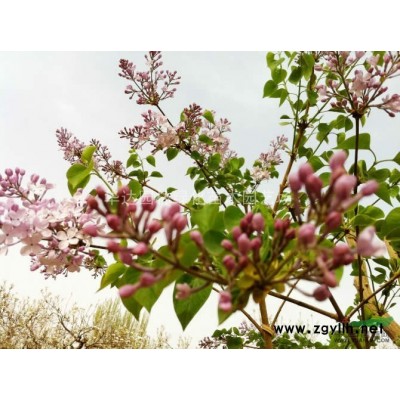 紅葉小波、小葉女貞、紅王子錦帶、紅葉石楠