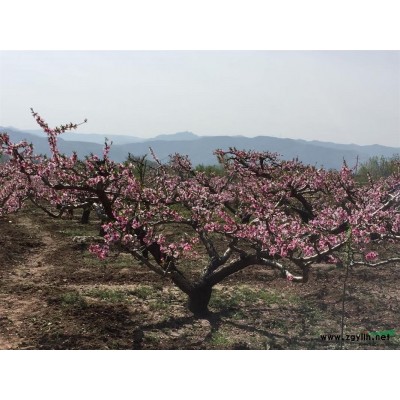 山西供應華北為毛，垃圾側柏，北京條塊