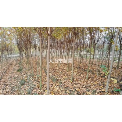 欒樹4-10公分3千株。（3）1-4公分紫薇3萬株