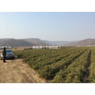 遼寧丹東市園林綠化紅松苗木