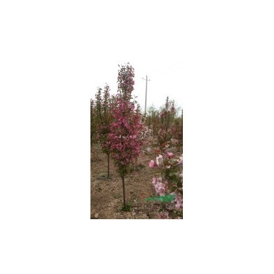 黑松樹，5到10公分黑松價格，海棠報價