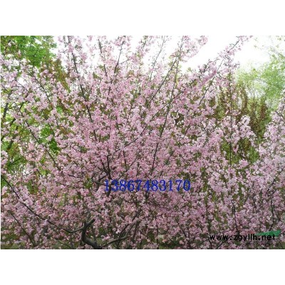 供應：灑金珊瑚，八角金盤，大葉黃楊