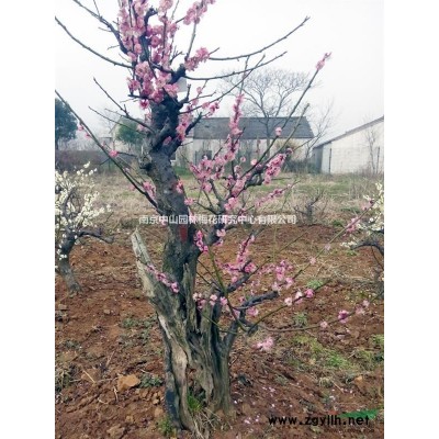 供應各品種梅花、新品種梅花、盆景梅樁、梅苗