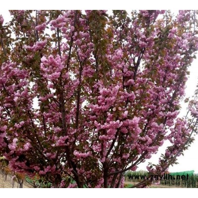 供應600厘米左右大雪松