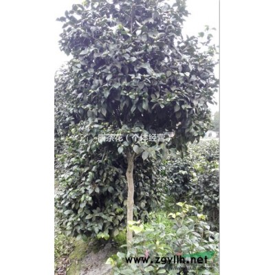 茶花低價銷售50cm-250cm茶花籠子和桿子2000顆