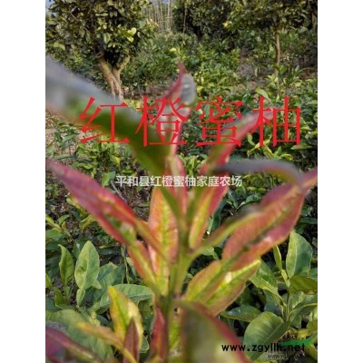 福建大量供應優質紅橙蜜柚樹苗和果實