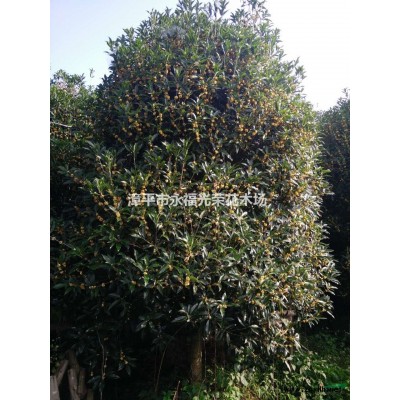 福建低價供應報莖茶花，四季杜鵑茶