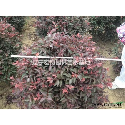 紅葉李 紅葉李球 紅葉李杯苗