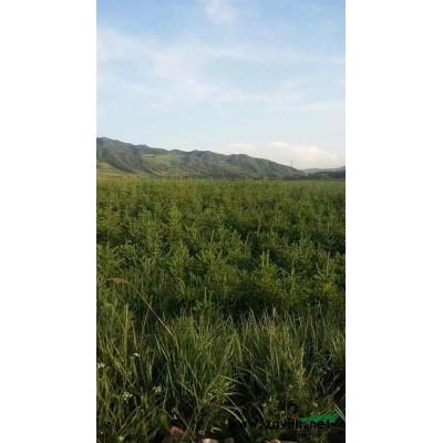 青海地區供應大量80—160優質云杉，價格實惠