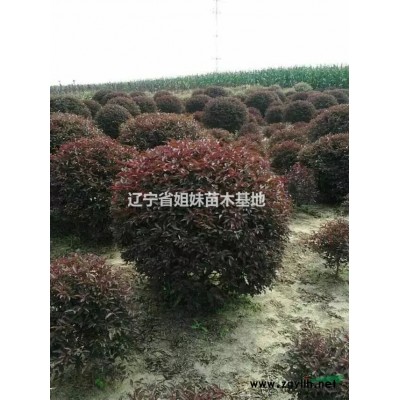 遼寧地區出售80-1米快柏球