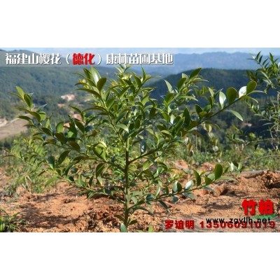 福建泉州供應福建山櫻花5至7公分