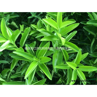 大量供應紅心柚苗 高40公分以上 優質柚子苗