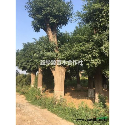 運(yùn)城絳縣供應(yīng)營養(yǎng)缽營養(yǎng)袋1-5米油松