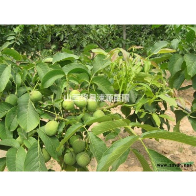 【供應】優(yōu)質(zhì)白皮松