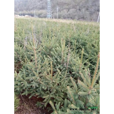 吉林地區供應50公分-2米云杉