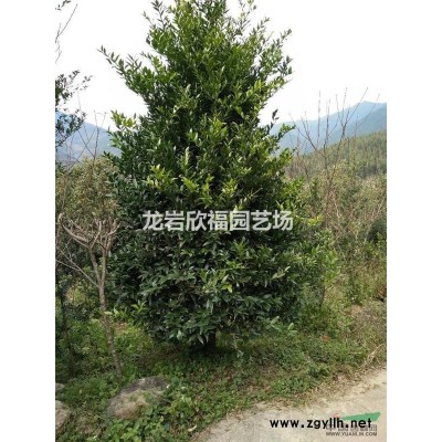 福建丹桂四季紅桂花1-30公分