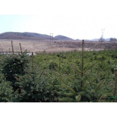 出售綠化苗木、銀中楊、云杉、紅松