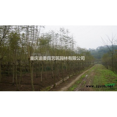 出售5-8cm藍花楹