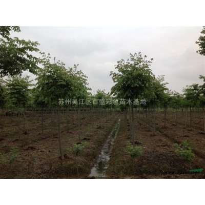 吳江區供應大批量優質三季紅楓，羽毛楓