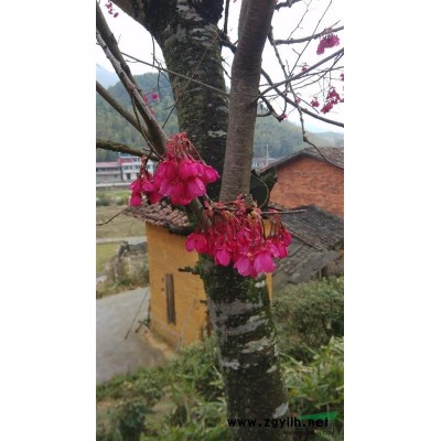 野鴉椿，野鴉椿批發(fā)，野鴉椿基地