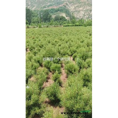 出售 油松 白皮松  價低物優