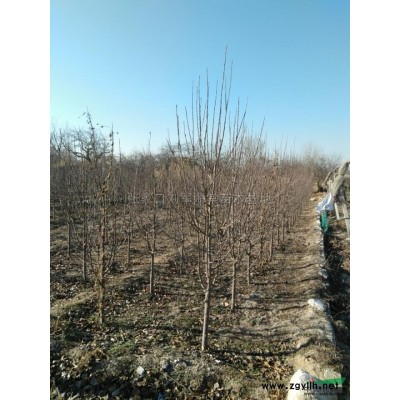 河北李子*新報價/李子圖片