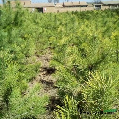 山西地區供應一米以上的樟子松