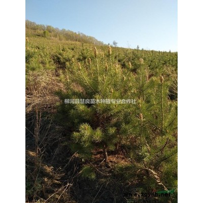 1米到2米定值樟子松，營養杯樟子松，質量好價格低