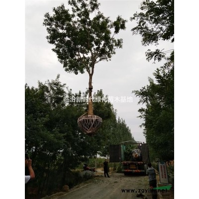 國槐 楸樹 刺槐 毛白楊 新疆楊 泡桐