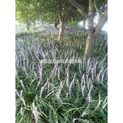 天目瓊花，天目瓊花苗，雞樹條