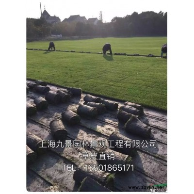 供應紅花繼木、紅葉石楠等綠化工程盆栽苗