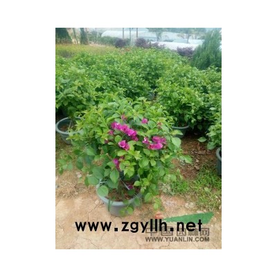 三角梅，苗木