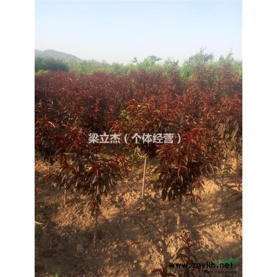 山西晉中地區出售3-5公分華北衛茅