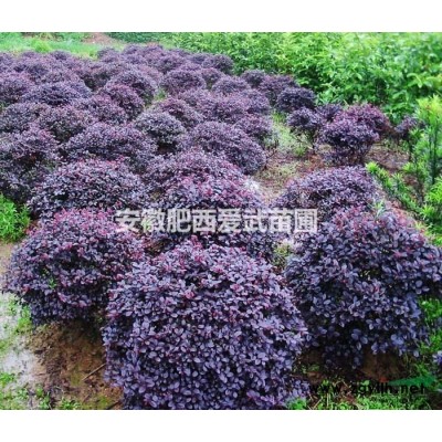 安徽合肥肥西供應各種規格紅花桎木球，精品銷售，量大從優