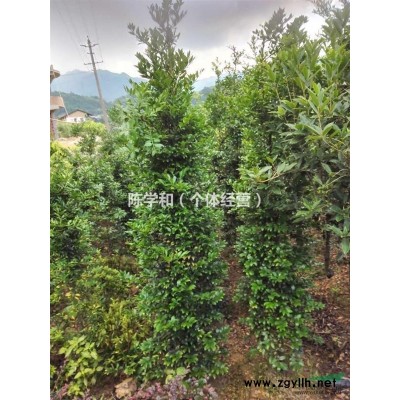 漳州供應1-15公分茶花
