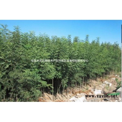 新疆盛泰植物服務中心——營養缽紫穗槐1.8元