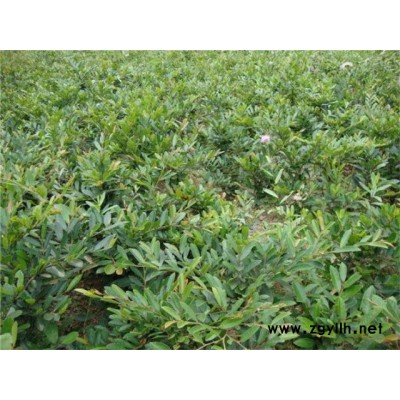 中華蚊母供應（湖北宜昌）