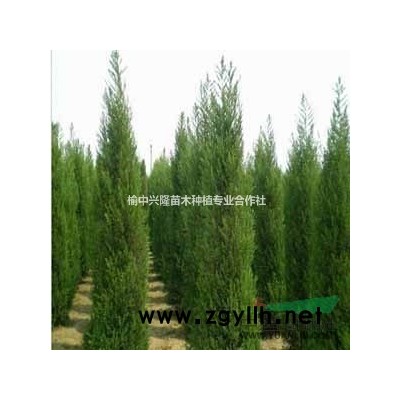供甘肅云杉苗和蘭州云杉樹苗