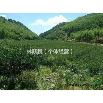 桂花樹苗(丹桂)低價出售