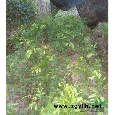 福建柏、雞毛松、紅花木蓮、亮葉木蓮苗