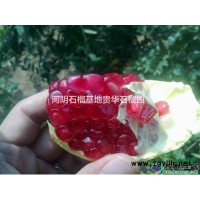 軟籽石榴、樹苗、大樹