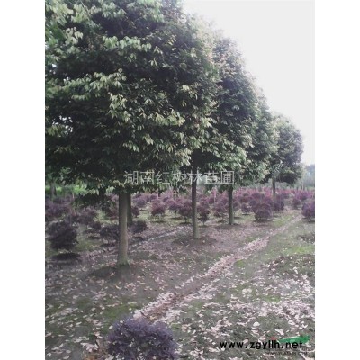 造型榆樹樁行情報價\造型榆樹樁圖片展示