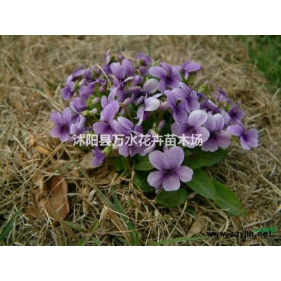 火炬，火炬樹，火炬苗